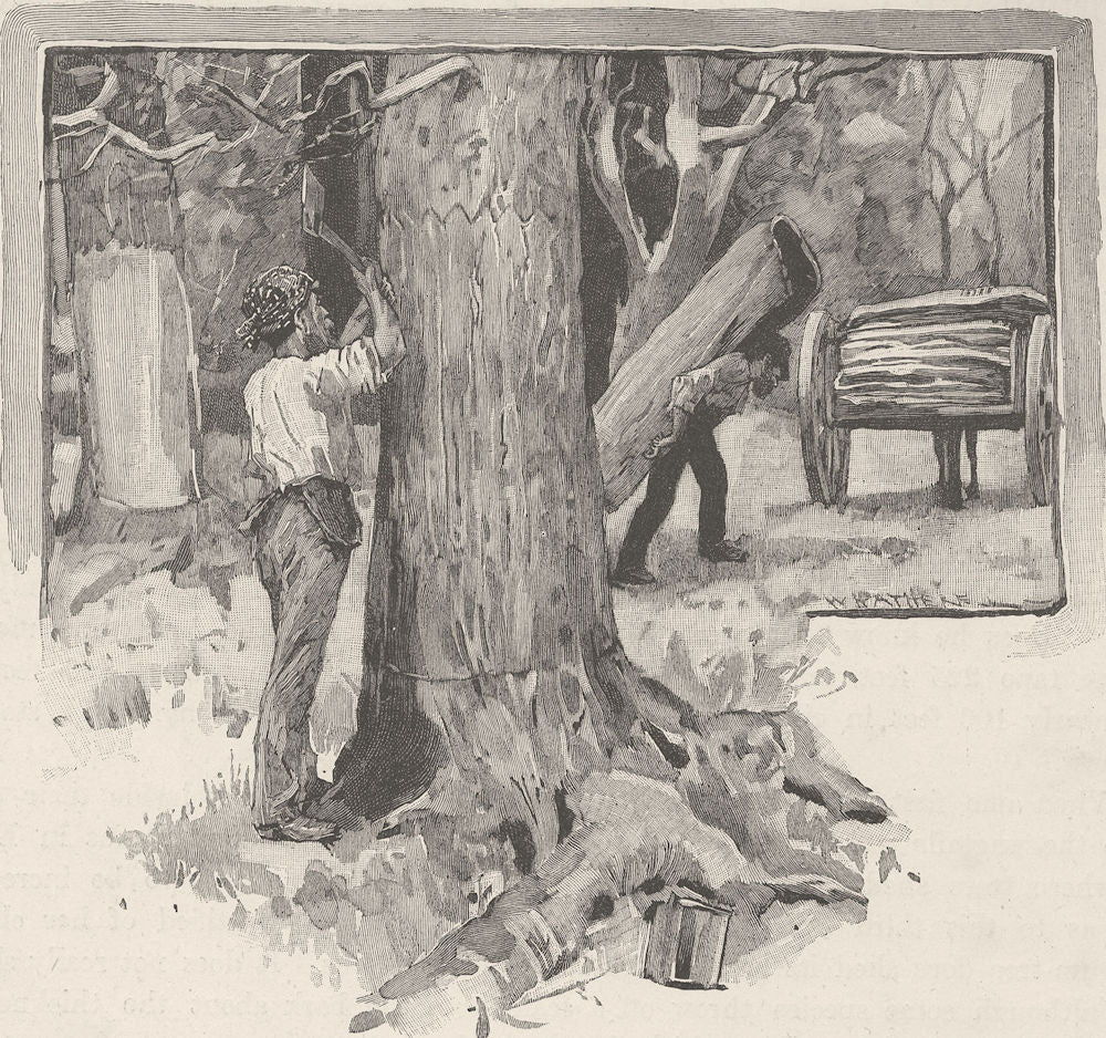 AUSTRALIA. Gum-Tree-Neville-Rolfe. Barking-trees 1890 old antique print